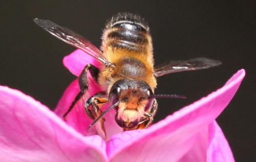 Megachile willughbiella